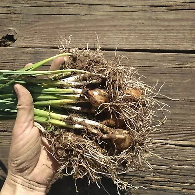 Lot Of 50 Yellow Wild NARCISSUS Daffodil Bulbs Freshly Dug Flower Bulbs  • $28.99