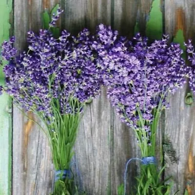 100++ Lavender Seeds - Munstead (Lavandula Angustifolia) Flower Herb Seeds - USA • $2.25