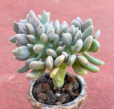 Graptophytum Supreme Crested Succulent • $14.95