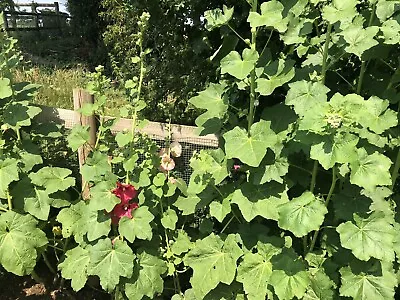 25+ Hollyhock Seeds - Mixed Colours (Rare In UK) • £1.60