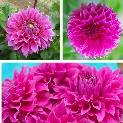 Dahlia Decorative Elma E Tubers. Large Deep Pink Summer Flowering Blooms. • £8.95