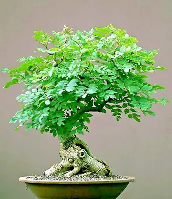 BONSAI MORINGA SEEDS Oleifera Drumstick Tree Bonsai Exotic SEED 12 Seeds • $9.99
