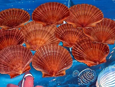 $12.05 • Buy Ten (10) Mexican Flat Scallop Sea Shells Beach  Decor Nautical Craft Tropical
