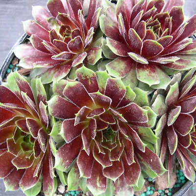 Sempervivum 'Heigham Red' 2L Plant. Houseleek. Alpine. Succulent. • £15.95