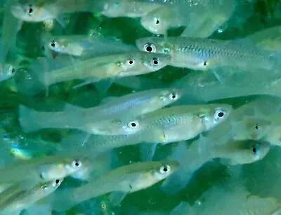 100+ Gambusia Minnows Mosquitofish Natural Mosquito Control • $37