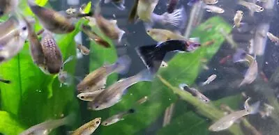 10 Assorted Guppies (Poecilia Reticulata) Easy Fish For Beginners • $13