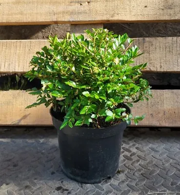£16.50 • Buy Lonicera Pileata - Box Leaved Honeysuckle - Box Ball Replacement Evergreen Plant