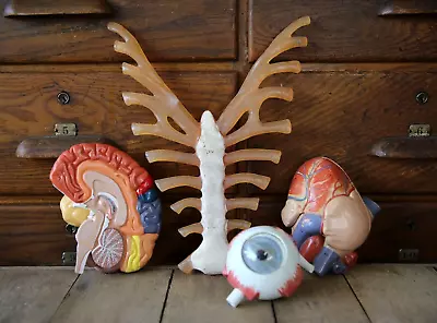 Vintage Anatomical Model Medical Anatomy Brain Heart Ribs Eyeball Eye Creepy • $122.50