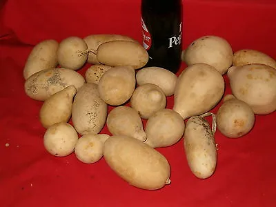 $50 • Buy 50 Washed Ornamental Gourds (dried & Cleaned)