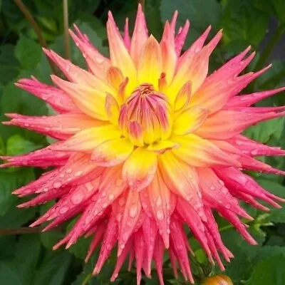 US-Seller Rare Beautiful Perennial Dahlia Flowers Seeds 20PCS • $5.95