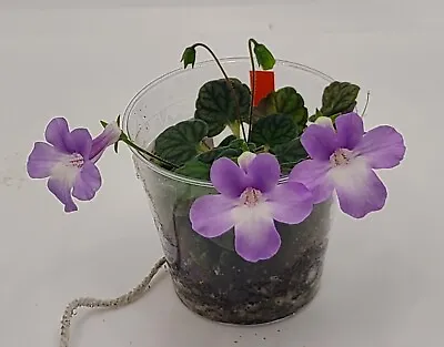 Micro Mini Sinningia Consinna Seropedica Rare Seeds Tuberous African Violet • $10