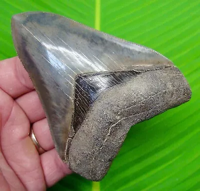 MEGALODON SHARK TOOTH  - 4 & 5/16 In.  MUSEUM GRADE - GEORGIA USA  - MEGLADONE • $449