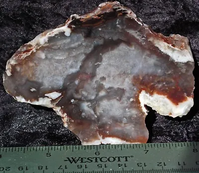 S310  ~  3.8oz Thick Slab Petrified Wood McDermitt Oregon • $10.18