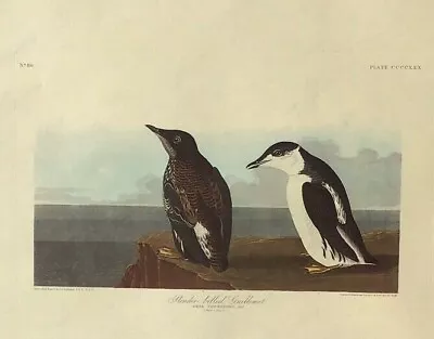 $35 • Buy Audubon Amsterdam Edition -  Slender-billed Guillemot  - Double Folio 1971