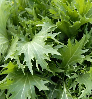 Mizuna Mustard Greens Seeds | Japanese Water Green Salad Peppergrass Seed 2024 • $3.95