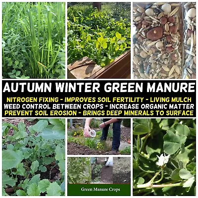 AUTUMN WINTER Green Manure 500 Seeds COVER CROP Vegetable Herb Flower Garden Veg • $4.99