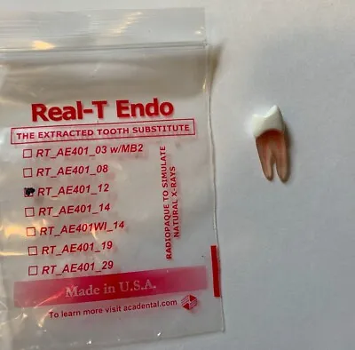 Acadental #12 Real T Endo - Extracted Tooth Substitute • $15