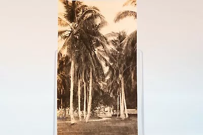 Palms Philippine Islands Landscape Photo Original 1927 Photograph • $7.77