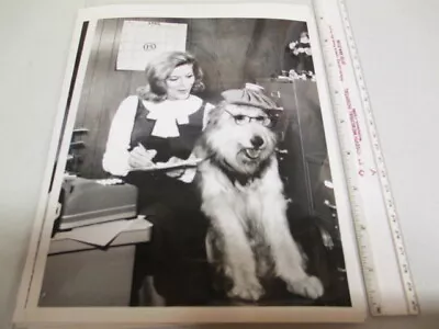 ABC TV Show Photo 1964 MY THREE SONS Meredith MacRae Sheepdog Income Tax • $20