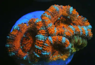 CS PEPPERMINT ACAN - WYSIWYG - LIVE CORAL - Frag - SPS LPS ZOAS • $53.60