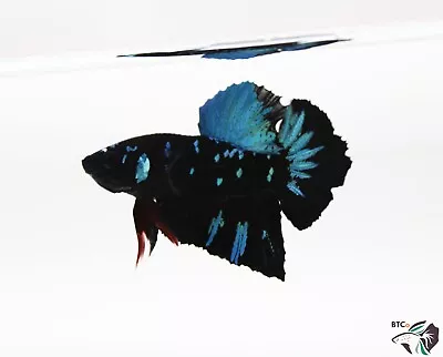 Black Avatar/Gordon Galaxy Plakat. Male Betta Fish. Free Shipping. • $45