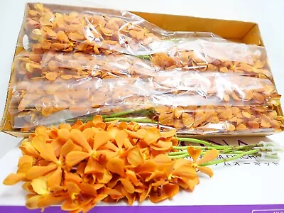 Fresh Deep Orange Mokara Cut Orchids Box 5 Bunches • $105