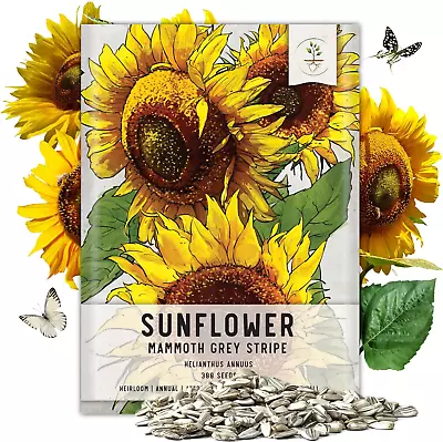  Bulk Package Of 300+ Large Mammoth Grey Stripe Sunflower Seeds For Planting (H • $13.88