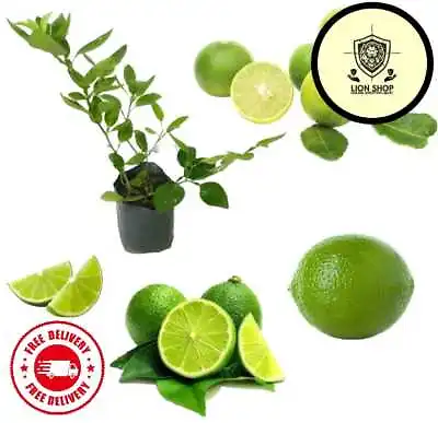 Key Lime Seeds 100% Organic Key Lime/Lima Seeds Citrus Aurantifolia Seeds Nature • £22.86