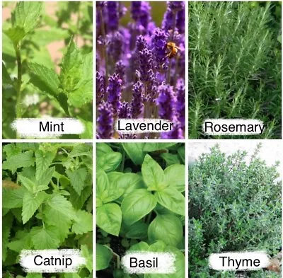 2525 Herb Seeds - Mint  Seeds /Lavender  / Thyme /Rosemary  6 Varieties Seeds US • $6.99