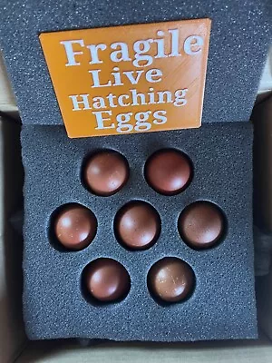 6+ Black Copper Marans Hatching Eggs • $39.99