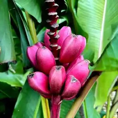 10 Pink Dwarf Banana Tree Fruit Plant Seeds (Musa Velu.) Rare Fast Hardy-Zone 7b • $6.95
