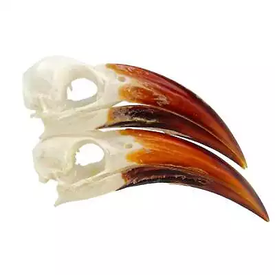 Red-billed Hornbill Skull Tockus Erythrorhynchus Bird Skull- YOUNG • £97.19