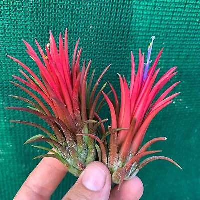 Air Plant Tillandsia Ionantha ‘Thai Fuego’ (1-2cm Pup)  (Auto Combine Postage) • $5.99