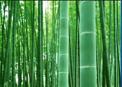 Giant Bamboo 100 Seeds To Grow • $13.99