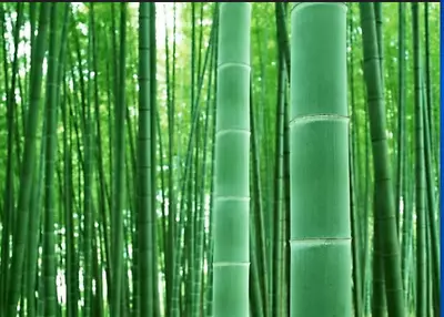 Giant Bamboo 50 Seeds To Grow • $10.99