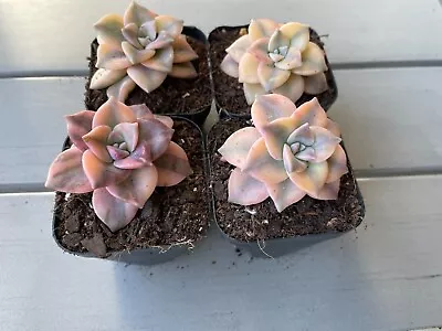 Graptopetalum Purple Delight Variegated Korean Succulent 70 Mm Pot • $69