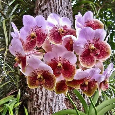 $18 • Buy RON Orchid Vanda V. Sanderiana SPECIES 50mm Pot HARD TO FIND SPECIES