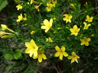 20 Seeds Jasmine Silvestre Yellow (Jasminum Fruticans) • £3.62