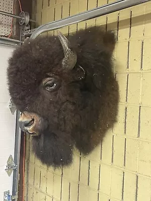 Vintage Buffalo/Bison Taxidermy Head & Shoulder Mount. • $1750