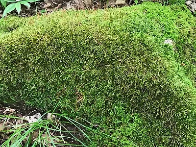 Live Sheet Moss Natural 8 Inches X 8 Inches 64 Square Inches Wisconsin Moss • $41.95