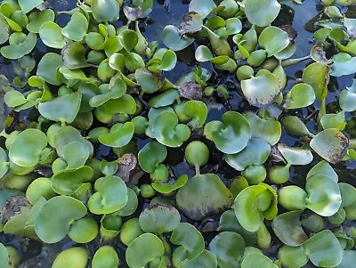 10 Water Hyacinth Pond Plant Floating Live • $29