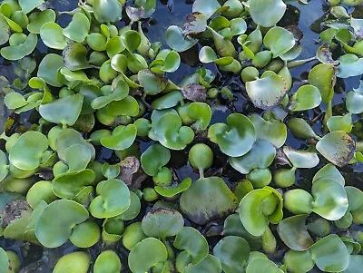 5 Water Hyacinth Pond Plant Floating Live • $18