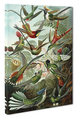 Hummingbirds  Trochilidae  Canvas Print Wall Art - Ernst Haeckel CANVAS PICTURE • $28.31