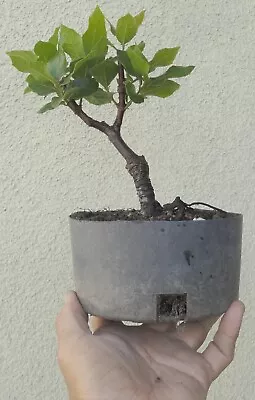 Live Oak Pre Bonsai Shohin Dwarf Kifu Fat Trunk Neagari Quercus Acorn • $39.99