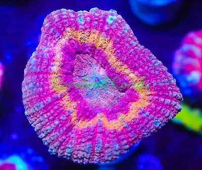 Cornbred's Iron Man Lobo - Frag - LIVE CORAL • $99.99