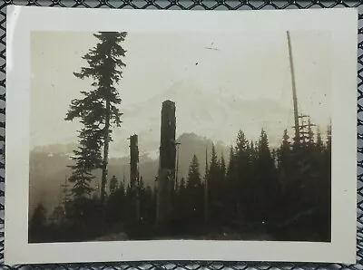 1930's Snowy Mountain Mt. Rainier Through Trees Antique Vintage Photo Washington • $7.31