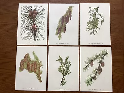 Vintage MCM 1953 Mary Walcott Pinecone Pine Botanical Prints Lot Of 6 Farmhouse • $15