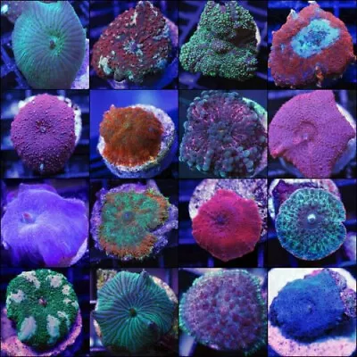 10 Pack Of Mushrooms- Mix Of 10  Live Coral Frags- Free Shipping • $199.99