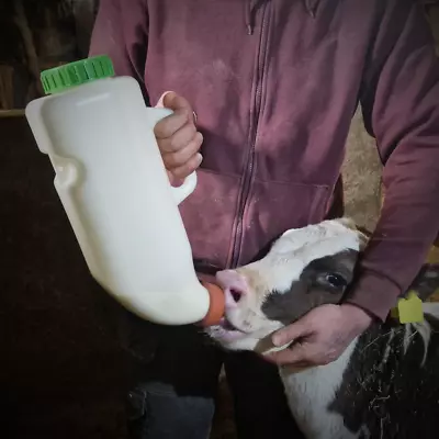 Calf Bottle 4 Litre Milk Feeder Drinker For Young Calf Milk Replacer With Teet • £24