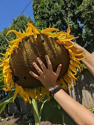 GIANT HUGE Mammoth Sunflower 25 Authentic Seeds 16 Ft Tall 24” Wide • $3